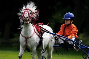 horse 1413604 1280 1